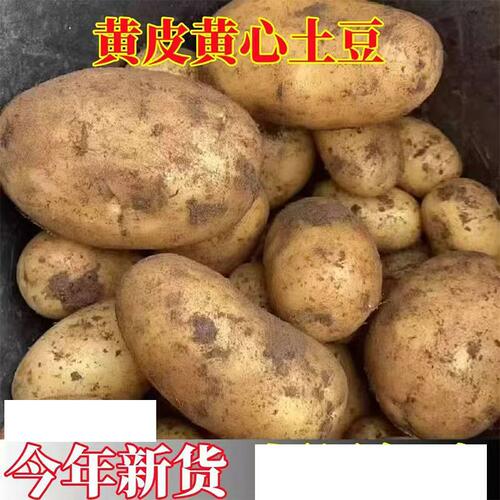 今年新土豆黄皮黄心土豆