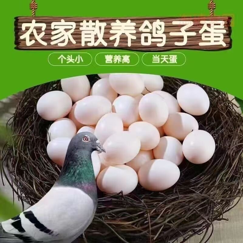 新鲜鸽子蛋30枚孕妇宝宝营养辅食杂粮散养鸽蛋五谷杂粮喂养土鸽蛋