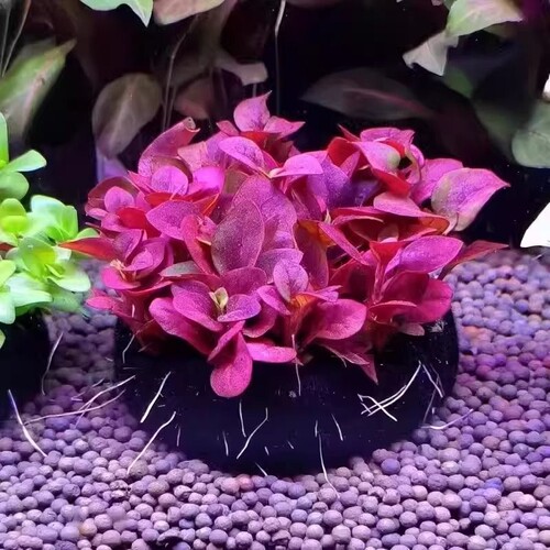 红波坨草自带底座养鱼水草绿波植物阴性套餐鹦鹉鱼螃蟹海缸大型
