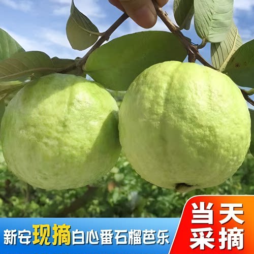 正宗广东高山白心芭乐脆甜当季水果新鲜现摘番石榴脆甜鲜