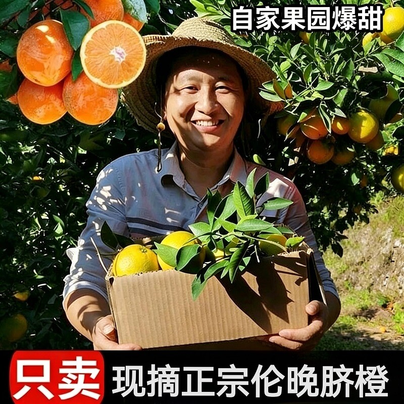 正宗秭归伦晚脐橙现摘新鲜水果当季应季脐橙甜橙榨汁脐橙