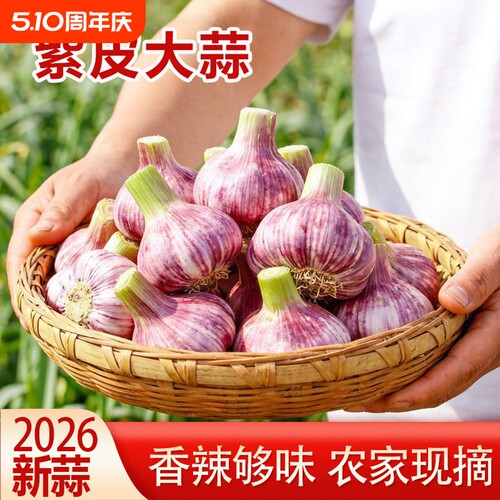 云南紫皮大蒜新鲜现挖大蒜头多瓣蒜湿蒜珍珠嫩蒜当季农家蔬菜包邮