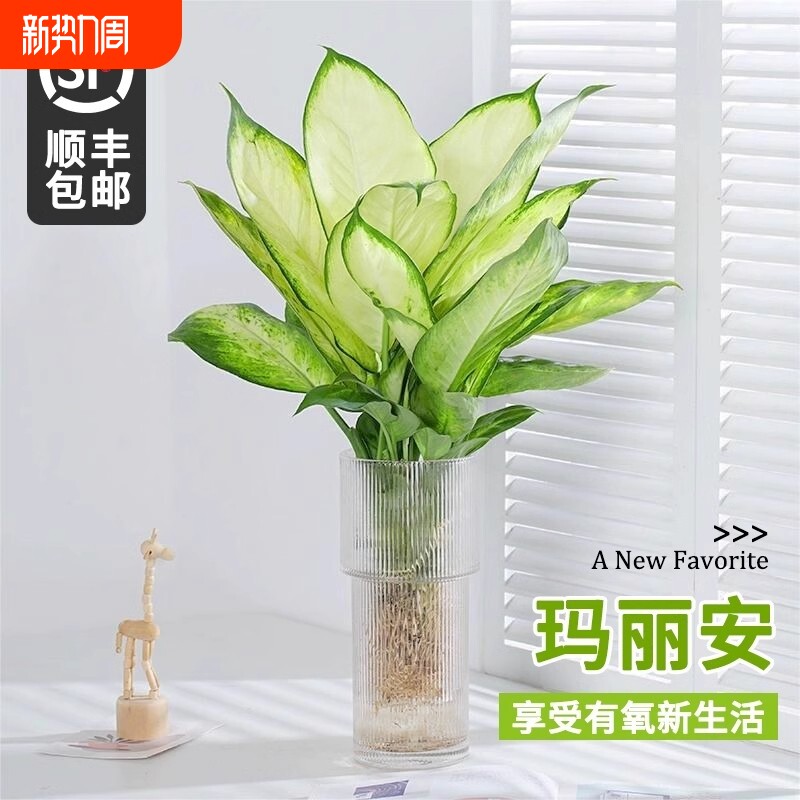 水培植物玛丽安盆栽万年青富贵竹室内绿植好养植物客厅净化空气花