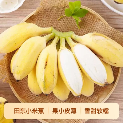 正宗广西小米蕉香蕉新鲜软糯纯甜自然熟当季水果粉蕉小米芭蕉香焦