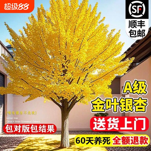 银杏树活苗金叶白果别墅庭院绿化风景拆迁大树苗行道树南北方种植