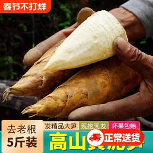 冬笋新鲜现挖野生农家高山黄泥笋带壳去老根楠竹笋蔬菜当季蔬菜