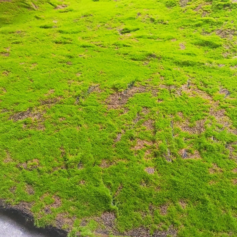 2米仿真草皮地毯绿色草坪婚礼布置婚纱室内摄影道具地垫沙盘造景