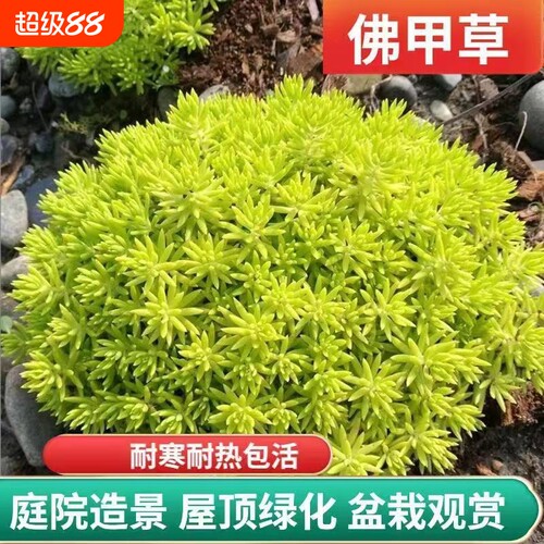 黄金佛甲草多年生宿根庭院