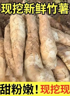 农家新鲜竹薯现挖无渣竹芋当季冬粉薯凉粉薯根茎薯煲汤炒菜竹薯