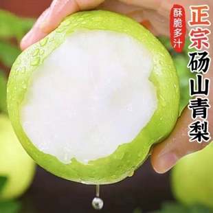 砀山青梨子新鲜青皮当季 水果 水果翠玉梨梨皇冠梨翠冠梨蜜梨应季