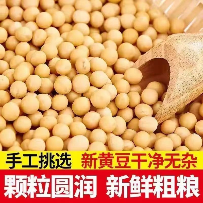 黄豆大豆新货非转基因豆子打豆浆农家自种五谷杂粮包邮新鲜发豆芽