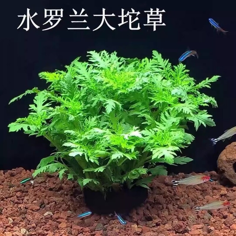 水罗兰沉底造景水草自带坨草懒人阴性后景淡水草增氧净化躲避鱼缸图片