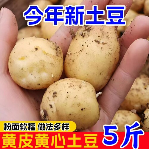恩施黄心小土豆新鲜现挖