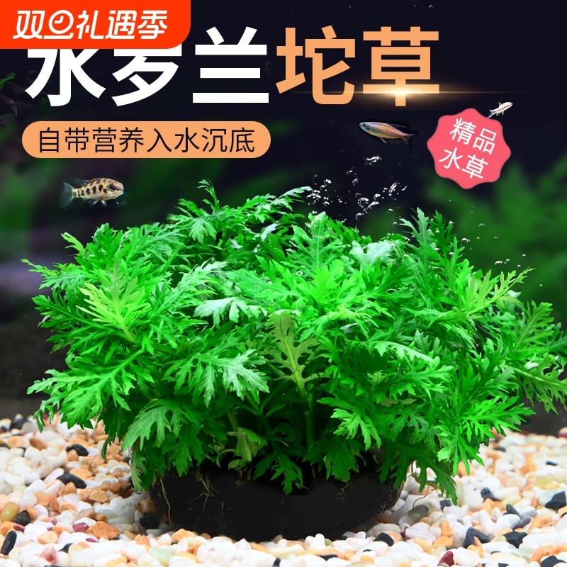 水罗兰坨草大坨水草植物鱼缸造景阴性增氧净水中后景新手淡水培草