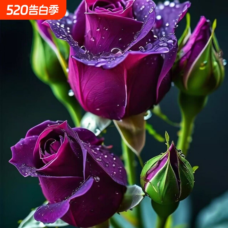 玫瑰花苗耐寒老桩苗四季开花盆栽庭院种植室内客厅阳台浓香花期