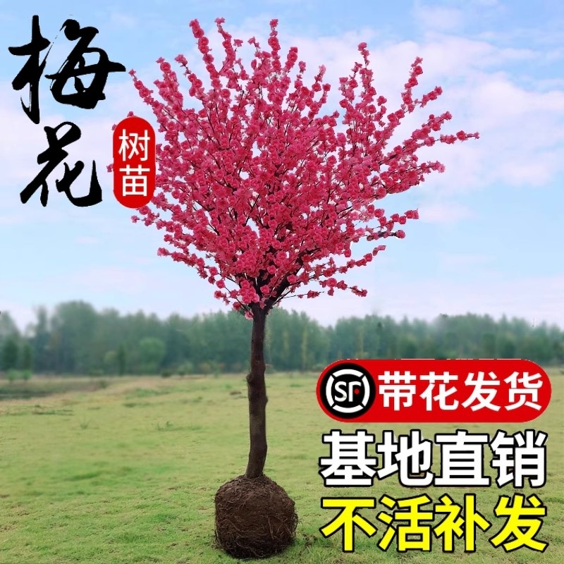 梅花树苗庭院盆栽室外耐寒冬梅红梅腊梅浓香地栽盆景四季花卉植物,鲜花速递/花卉仿真/绿植园艺,时令草本花卉,淘宝优惠券,粉丝福利购,淘宝优惠卷