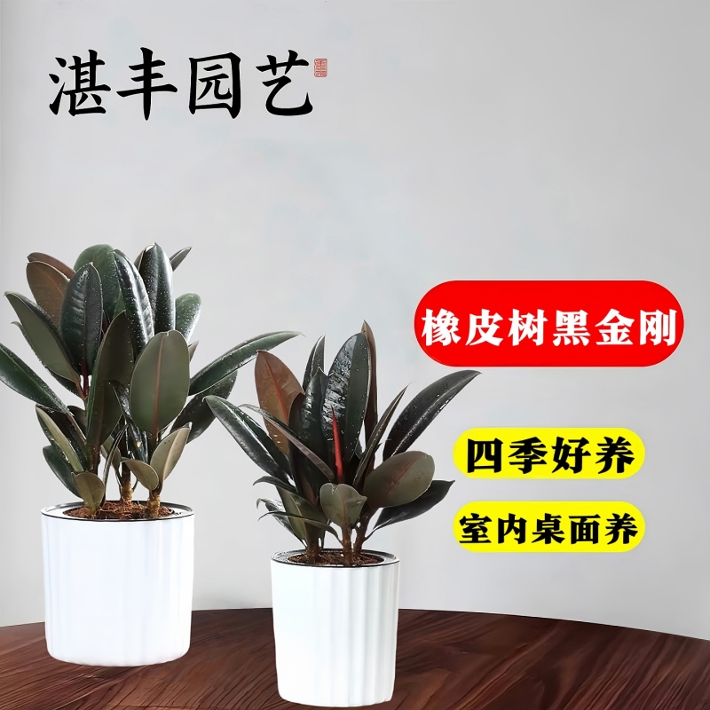 橡皮树黑金刚客厅大绿植小苗盆栽室内真树净化空气四季绿植好养活