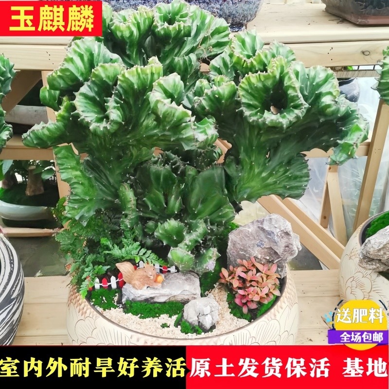 多肉植物玉麒麟盆栽花卉带根室内客厅旺宅桌面四季高端名贵