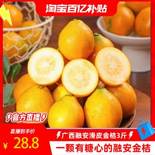 单果12G 糖果装 正宗广西融安滑皮金桔4号果3斤装