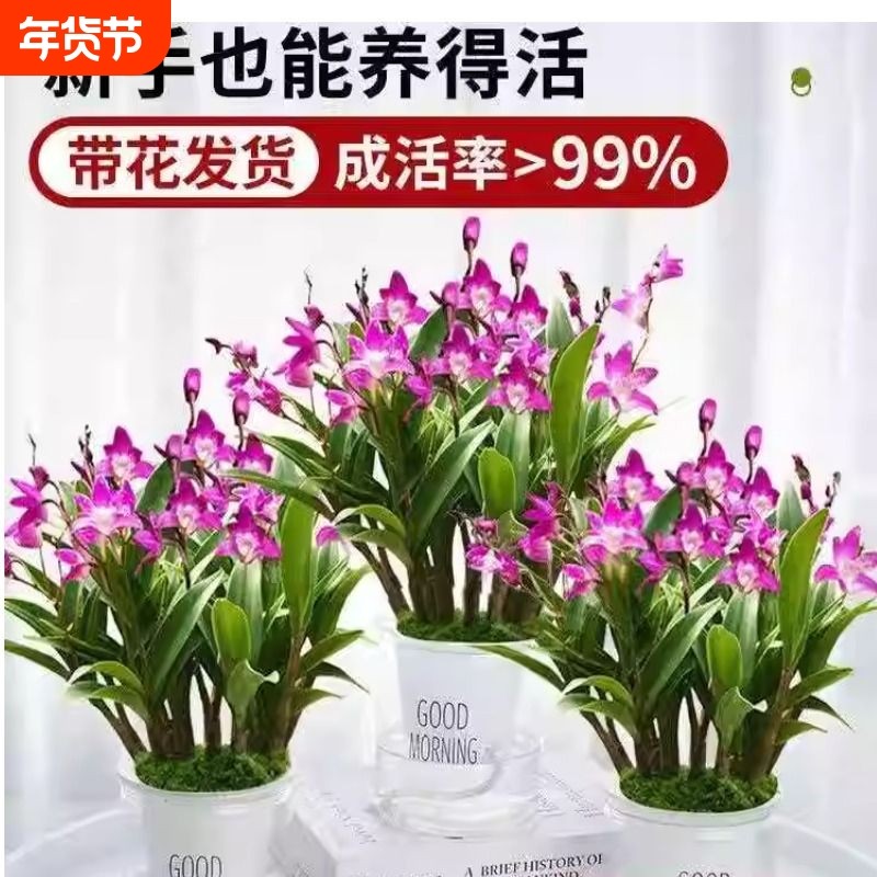 香水石斛兰花苗盆栽带花苞送盆水培绿植室内外好养客厅开花