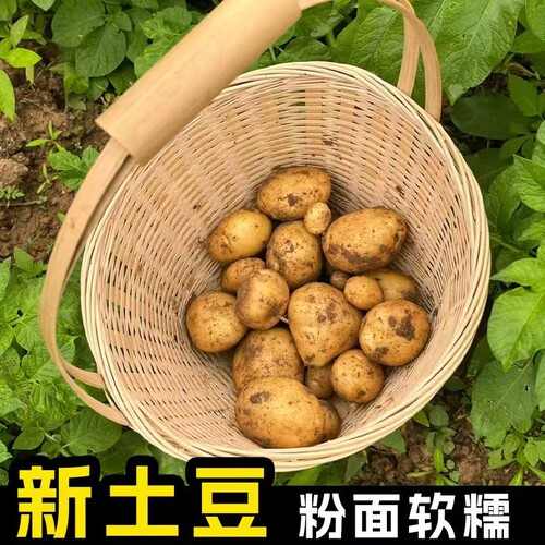 今年当季新鲜现挖黄心土豆