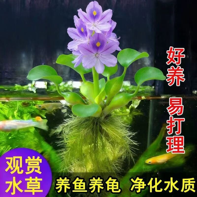 凤眼莲水草浮萍鱼缸乌龟虾花卉鱼池塘净化水生植物种苗莲花水葫芦