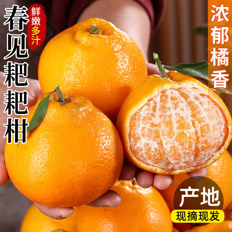 四川春见粑粑柑橘子甜当季现摘当季新鲜水果水果丑柑桔,水产肉类/新鲜蔬果/熟食,桔子,淘宝优惠券,粉丝福利购,淘宝优惠卷