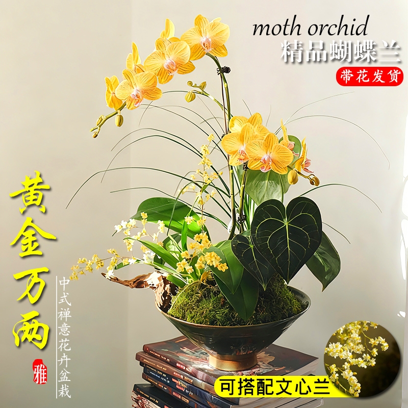 蝴蝶兰带花剑大苗香水文心兰花室内阳台好养浓香绿植盆栽年宵花卉