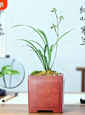 浙江细叶寒兰名贵兰花苗翠云涧冬带花苞浓香室内花卉绿植盆栽阳台