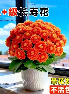 长寿花盆栽花苗带花苞重瓣大花金狐狸室内多年生好养的花卉绿植