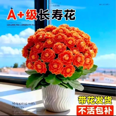 长寿花盆栽花苗带花苞重瓣大花金狐狸室内多年生好养的花卉绿植