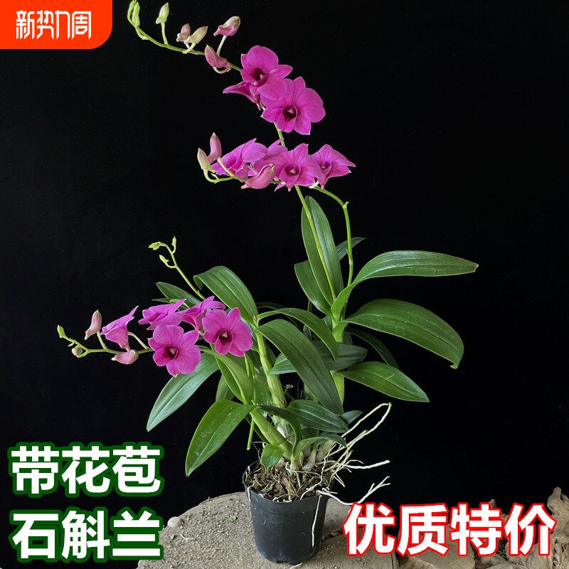 石斛兰盆栽带花泼墨粉黛带花苞常开花室内桌面花卉兰花客厅阳台