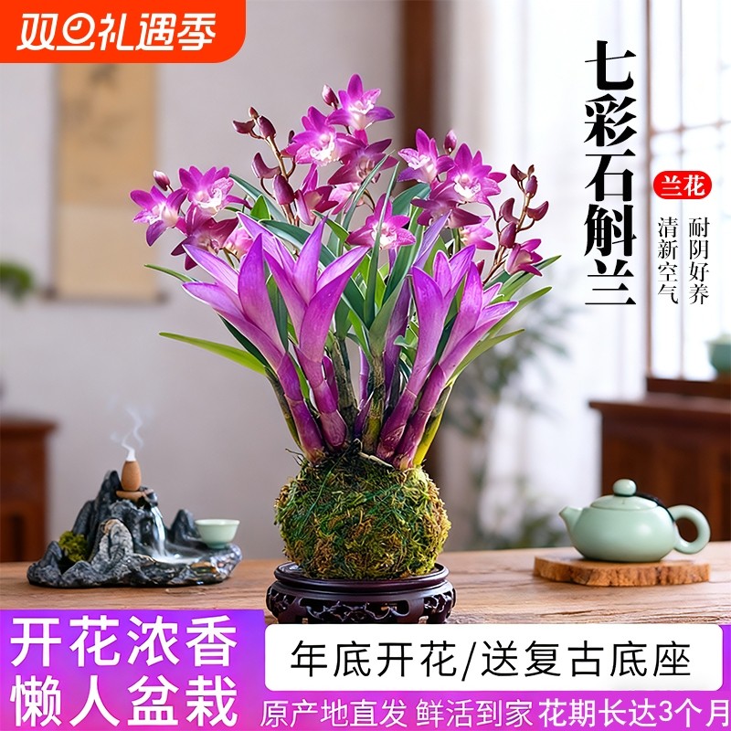 新品七彩香水石斛兰花苗室内驱蚊阳台好养浓香水培绿植小盆栽花卉
