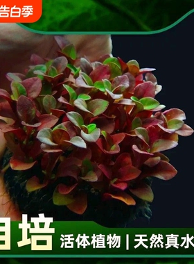 红波坨草 沉底定植坨 红色中后景草 无需底砂CO2 鱼缸造景真草