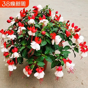 四季倒挂金钟盆栽吊钟海棠藤本灯笼花带花发垂吊室内庭院花苗