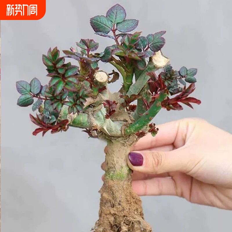 玫瑰花苗老桩浓香型好养活花卉盆栽阳台庭院耐寒四季循环开花