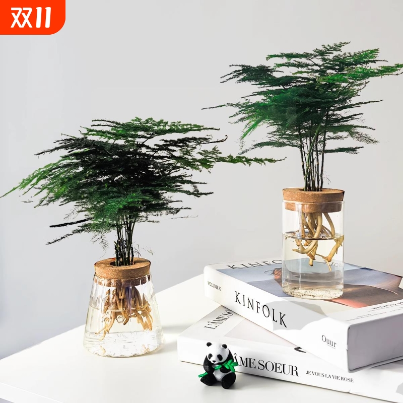 文竹水培植物盆栽室内绿植老桩办公室桌面小摆件四季常青好养阳台