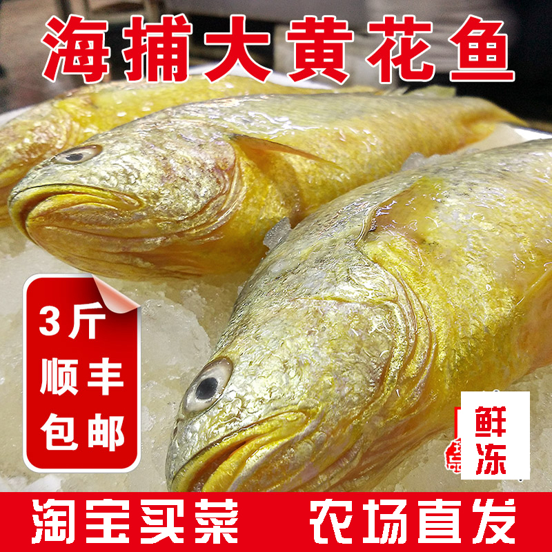 新鲜速冻大黄花鱼冰鲜大黄鱼肉质鲜嫩海捕两条包顺丰1斤1条
