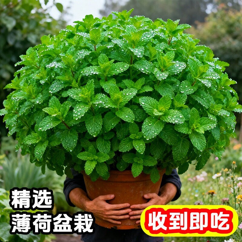 薄荷盆栽可食用新鲜薄荷叶迷迭香用香草植物可水培室内驱蚊绿植图片