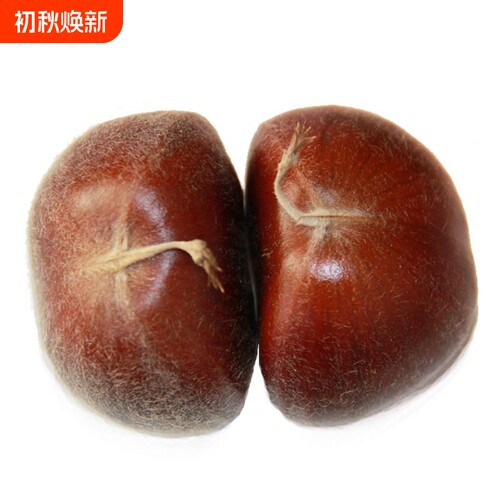 正宗河北唐山迁西板栗生新鲜栗子3113燕山油栗子产 包粽子