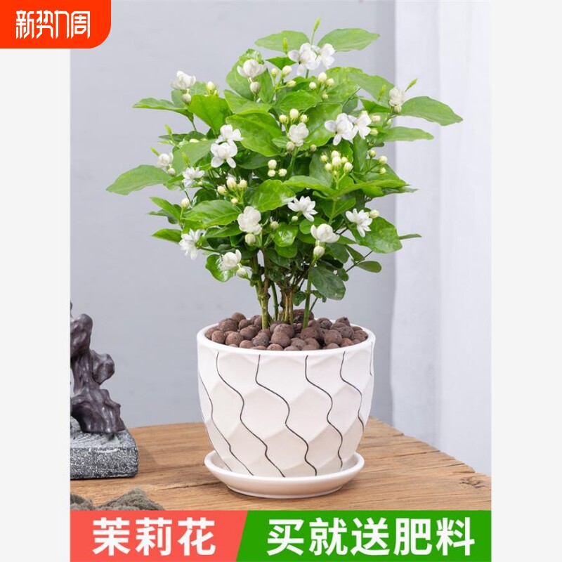 茉莉花盆栽重瓣开花浓香好养室内阳台庭院桌面驱蚊防蚊观花卉绿植
