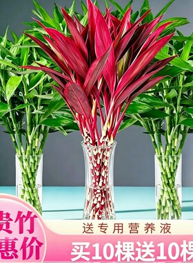 富贵竹水培植物鸿运紫竹客厅竹子室内绿植发财竹花卉耐阴种植办公