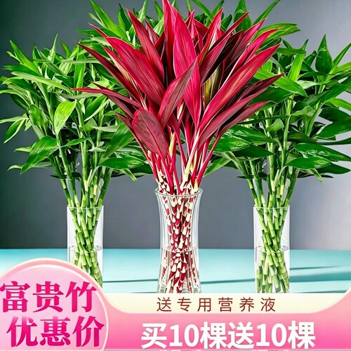 富贵竹鸿运紫竹水培植物客厅竹子室内绿植发财竹花卉耐阴种植办公