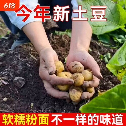 新鲜现挖恩施小土豆蔬菜