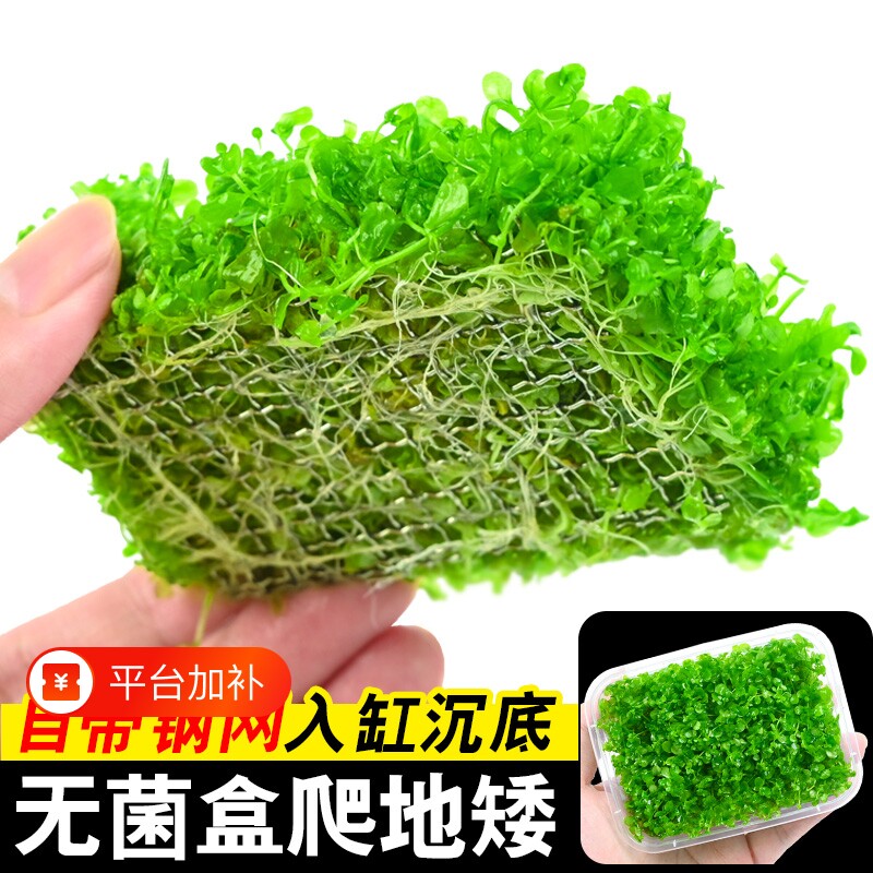无菌盒爬地矮珍珠水草植物趴地矮鱼缸草坪专用无菌杯阴性净水增氧