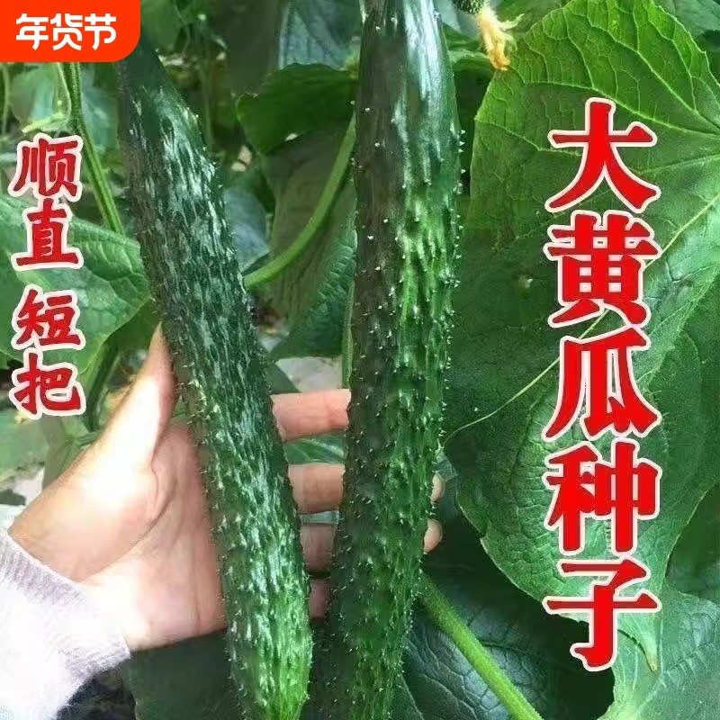 绿心黄瓜种子强雌耐热水黄瓜种籽油亮绿心四季高产阳台盆栽菜种子,鲜花速递/花卉仿真/绿植园艺,家庭园艺种子,淘宝优惠券,粉丝福利购,淘宝优惠卷