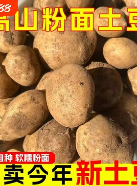 新鲜黄皮大土豆黄心粉糯