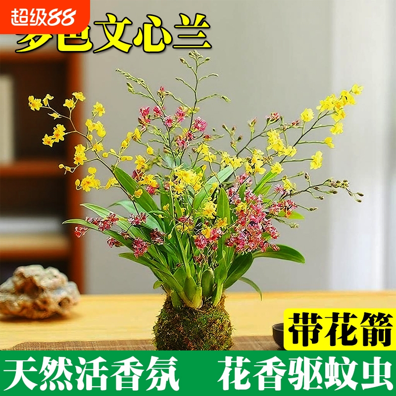 文心兰花苗四季开花带花苞水培苔藓球室内花卉盆栽绿植香水客厅