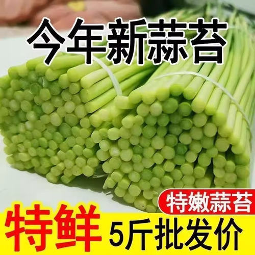 新鲜现摘蒜苔当季新货鲜嫩爽口香