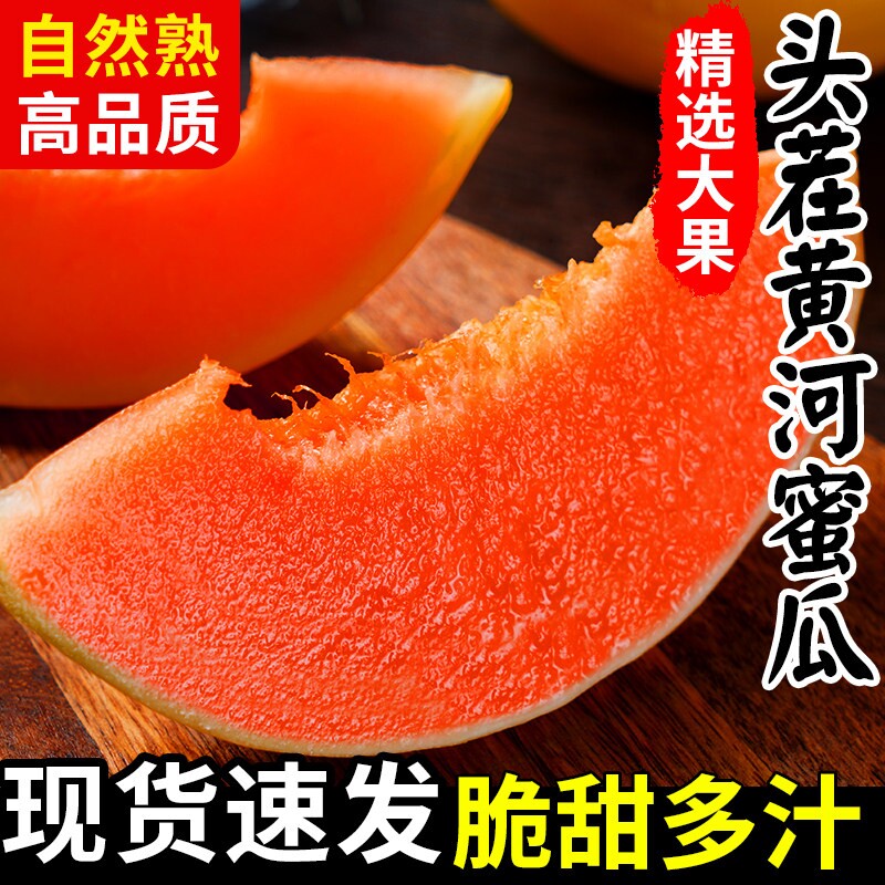 农家黄河蜜甜瓜新鲜现摘图片